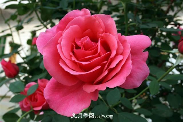 冬天月季易生病？做好3件事，健康茁壯開爆盆(圖1)
