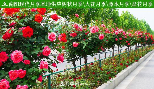 湖北紅色樹(shù)狀月季(圖2)