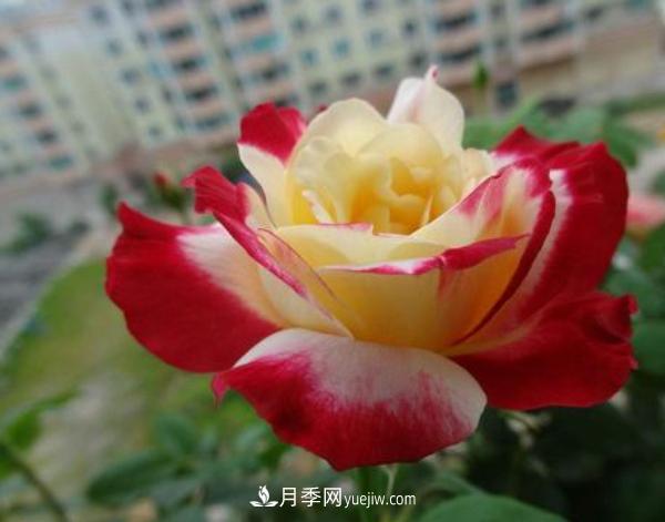 一般盆栽大花月季什么時間修剪比較好？(圖1)
