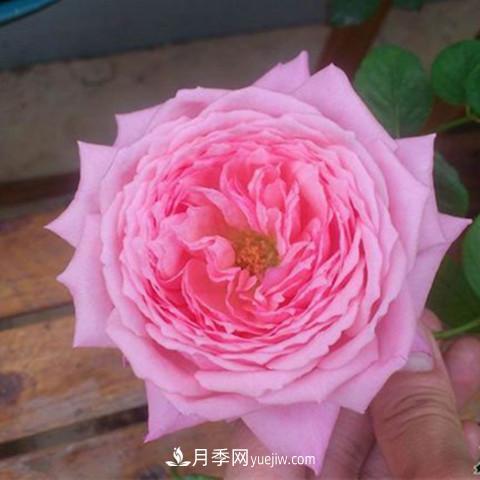 8種適合陽(yáng)臺(tái)養(yǎng)殖的藤本月季品種(圖3)