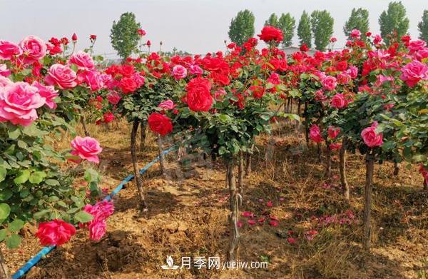 決定樹狀月季嫁接成活率的要素有哪些？(圖1)