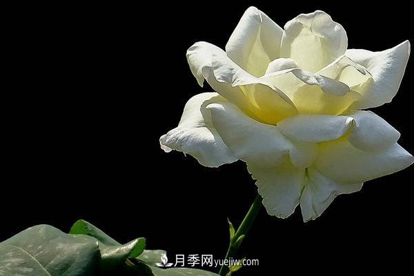微型月季什么品種***好？微型月季怎么修剪枝葉？(圖2)
