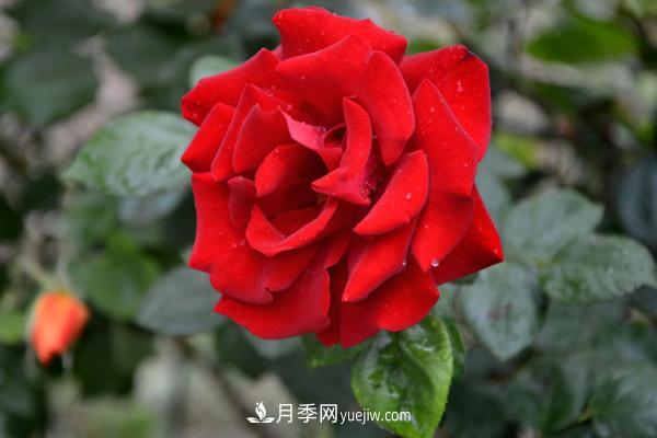 微型月季什么品種***好？微型月季怎么修剪枝葉？(圖3)