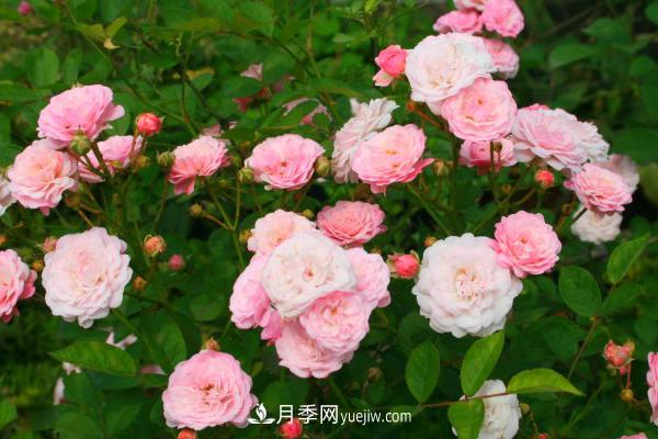 微型月季什么品種***好？微型月季怎么修剪枝葉？(圖1)