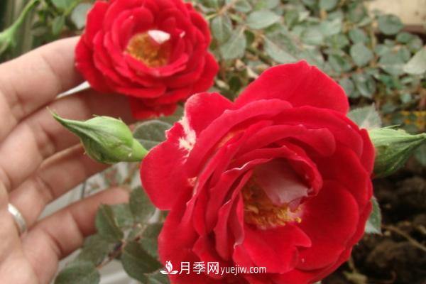 微型月季什么品種***好？微型月季怎么修剪枝葉？(圖8)