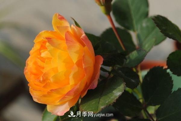 微型月季什么品種***好？微型月季怎么修剪枝葉？(圖6)
