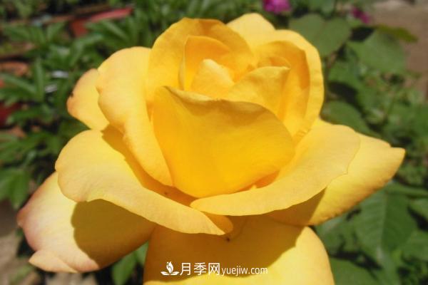 微型月季什么品種***好？微型月季怎么修剪枝葉？(圖4)