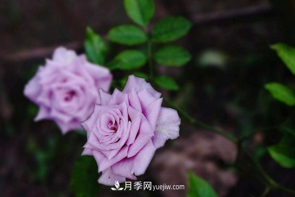 微型月季什么品種***好？微型月季怎么修剪枝葉？(圖7)