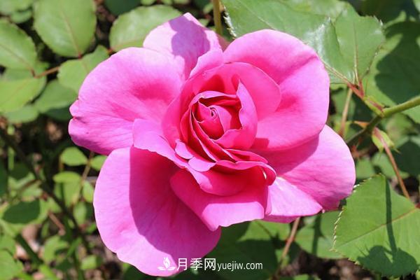 微型月季什么品種***好？微型月季怎么修剪枝葉？(圖5)