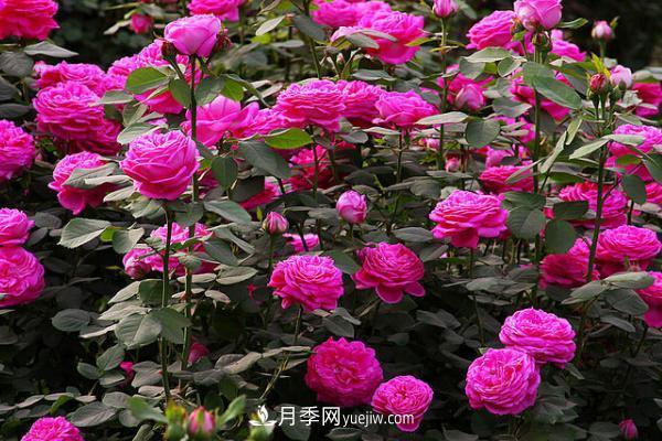微型月季什么品種***好？微型月季怎么修剪枝葉？(圖12)