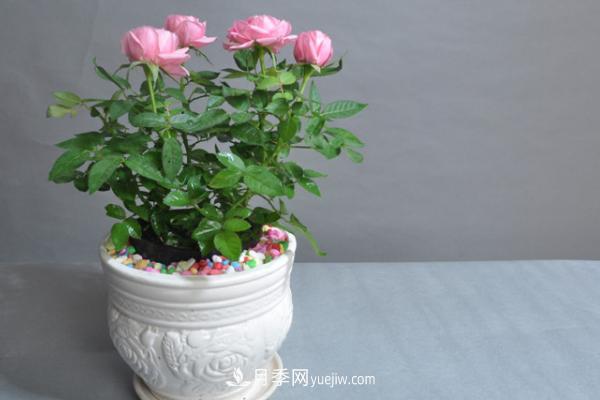 微型月季什么品種***好？微型月季怎么修剪枝葉？(圖11)
