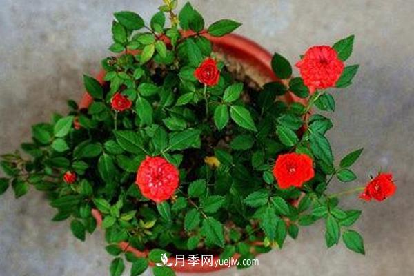 微型月季什么品種***好？微型月季怎么修剪枝葉？(圖10)