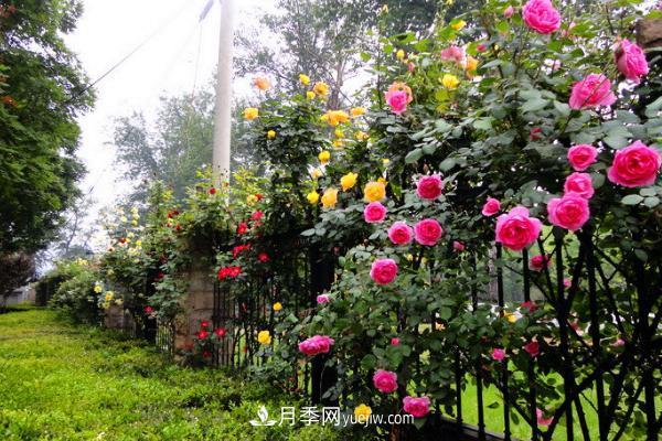 家庭陽臺怎么養(yǎng)藤本月季？盆栽藤本月季怎么澆水？(圖1)