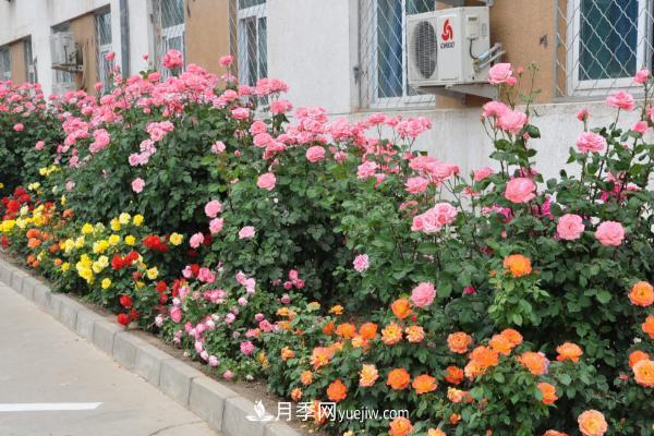 家庭陽臺怎么養(yǎng)藤本月季？盆栽藤本月季怎么澆水？(圖2)