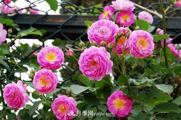 地被月季的養(yǎng)殖要點，地被月季病蟲害防治？(圖1)