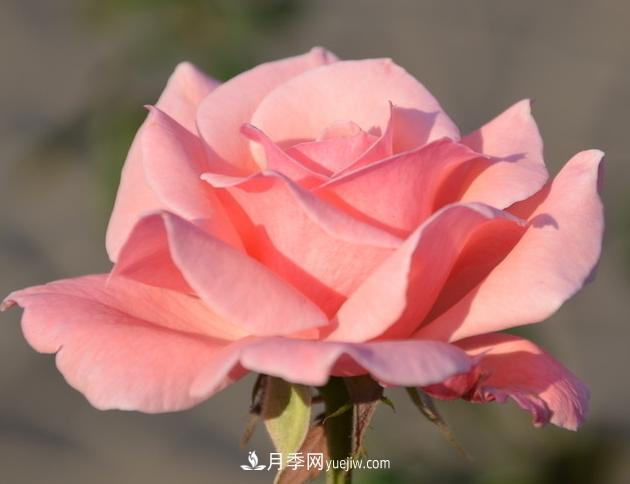 月季花的栽培技術(shù)和***佳種植時間？(圖2)