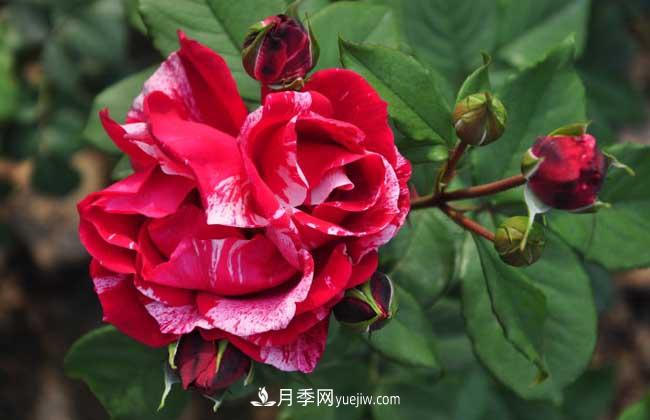 月季花葉子發(fā)黃怎么辦？種植前景如何？(圖1)