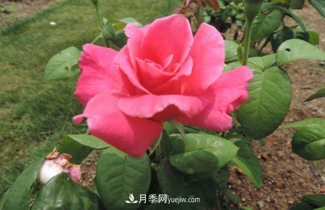 月季花葉子發(fā)黃怎么辦？種植前景如何？(圖2)