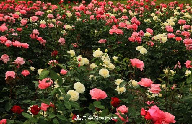 月季花葉子發(fā)黃怎么辦？種植前景如何？(圖5)