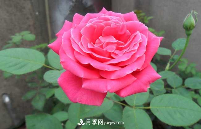 月季花葉子發(fā)黃怎么辦？種植前景如何？(圖4)