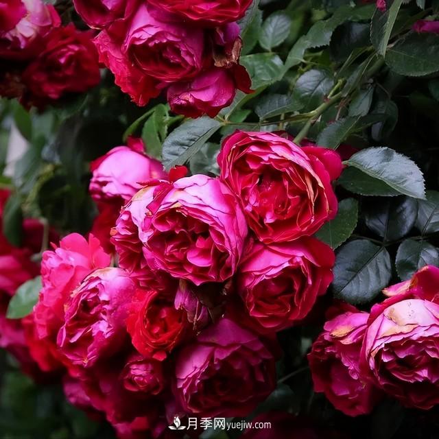 仙女博主的小院，種了什么月季？都是超低維護(hù)(圖2)
