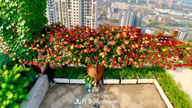 仙女博主的小院，種了什么月季？都是超低維護(hù)(圖7)