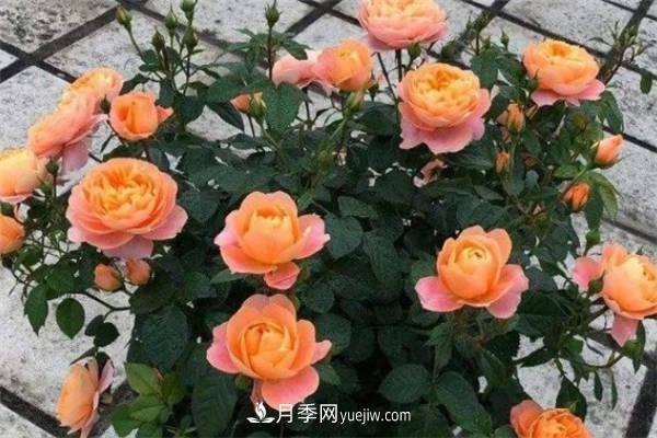 果汁陽(yáng)臺(tái)月季一年開幾次花 如何促進(jìn)開花(圖2)