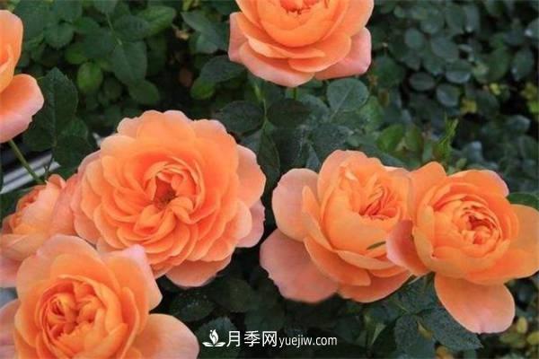 果汁陽(yáng)臺(tái)月季一年開幾次花 如何促進(jìn)開花(圖1)