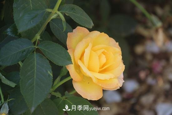 月季修剪，有舍才有得(圖1)