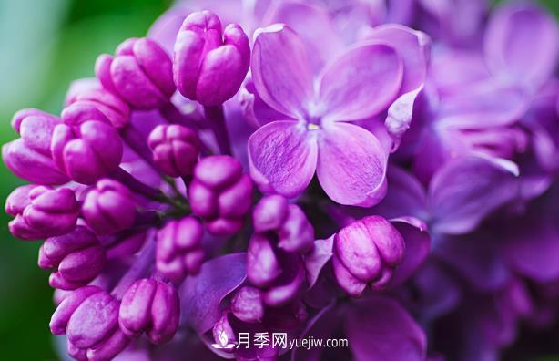 “世界丁香花園”桑給巴爾出口量增10倍，價(jià)格呢(圖1)