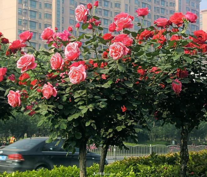 怎樣給樹狀月季葉面施肥？(圖1)