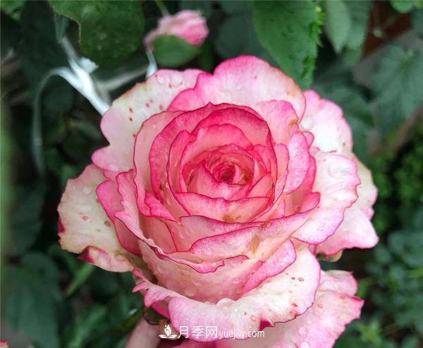 怎樣解決南陽(yáng)樹狀月季不開花的問題？(圖1)