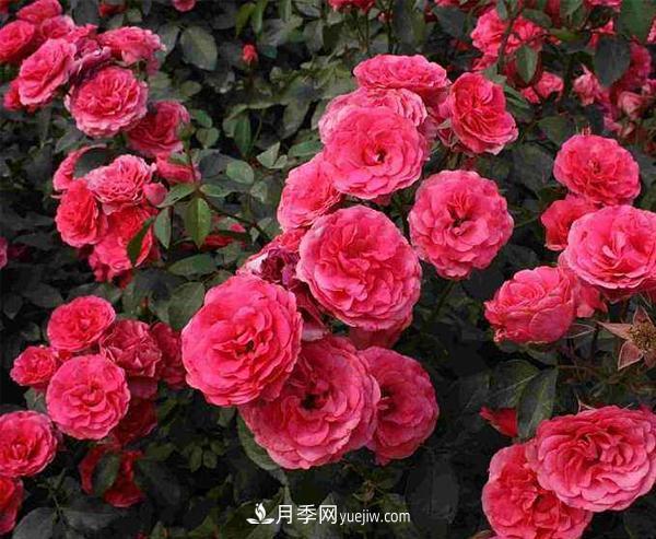 怎樣防治樹狀月季白粉虱蟲害？(圖1)