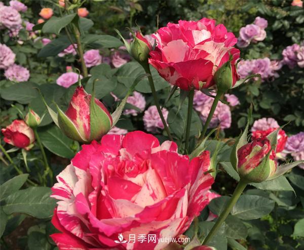 哪些特點(diǎn)是南陽(yáng)樹狀月季所具備的？(圖1)
