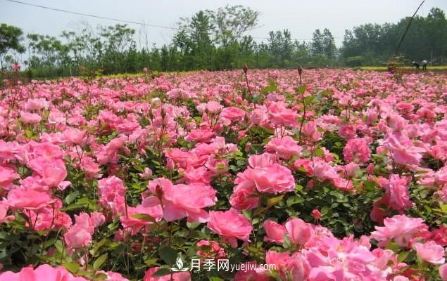月季花是大家都知道的一種花卉的統(tǒng)稱，什么叫豐花月季？(圖1)