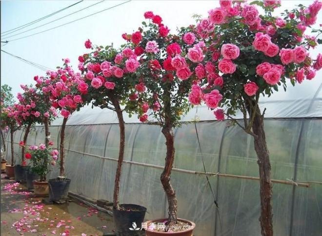 在冬天的時(shí)候種植的樹(shù)狀月季怕不怕冷？(圖1)