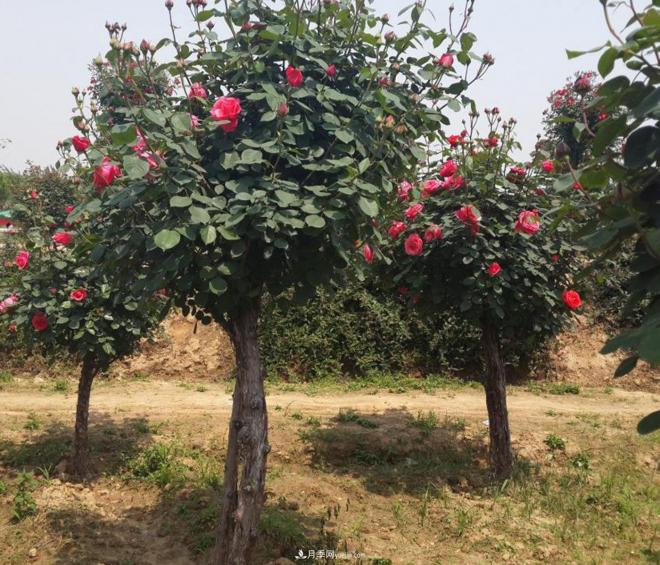月季花為什么出現(xiàn)葉片、花瓣燒焦現(xiàn)象？(圖1)