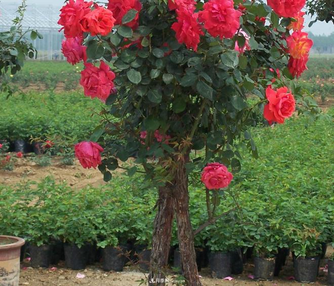 樹(shù)狀月季種植后開(kāi)花不大的原因在哪里和品種有關(guān)系嗎？(圖1)