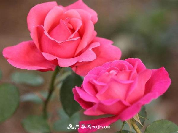 嫁接月季除了砧木以外，嫁接時間和方法也尤為重要。(圖1)