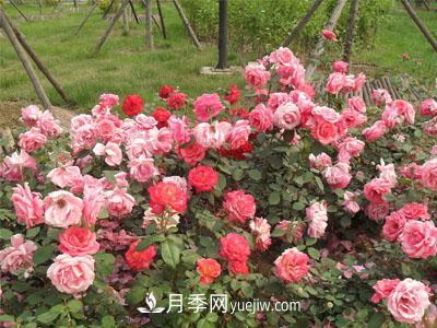 月季換盆怎么操作？換盆后經常出現(xiàn)的問題(圖1)