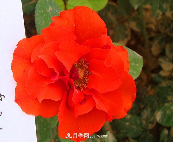 月季花怎么種植？下面講述月季更接地氣的種植方法(圖1)