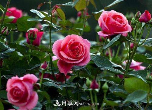 樹狀月季的嫁接修剪技術，你知道嗎(圖1)