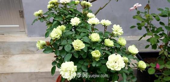 爬藤月季花，一要會“牽引”，二要會“修剪”，藤本月季牽引技巧(圖1)