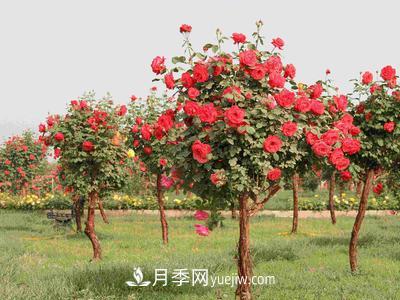 南陽月季園主要作盆栽觀賞、點綴草坪和布置花色圖案。(圖1)