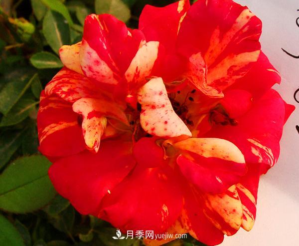 很多花店每逢節(jié)日必火的紅玫瑰，它的真身其實(shí)是月季花。(圖1)