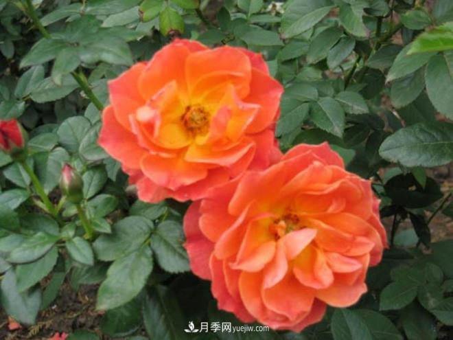 月季作為常見的花卉，它與家居風(fēng)水有關(guān)系嗎？(圖1)