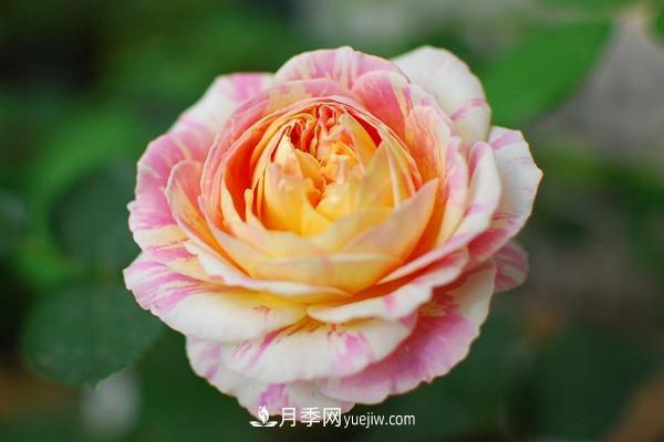 這些月季非常適合陽臺養(yǎng) 只要肥料充足就能夠開花不斷(圖1)