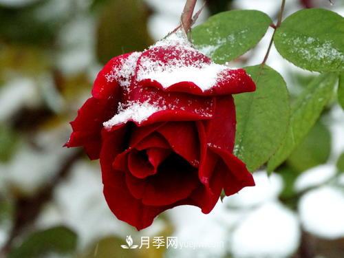 被雪中的月季花所震撼，傲然開放，芳香依舊(圖1)