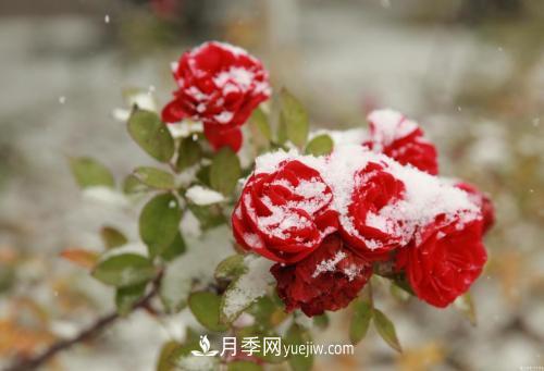 被雪中的月季花所震撼，傲然開放，芳香依舊(圖2)