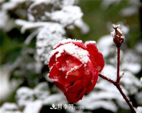 被雪中的月季花所震撼，傲然開放，芳香依舊(圖3)